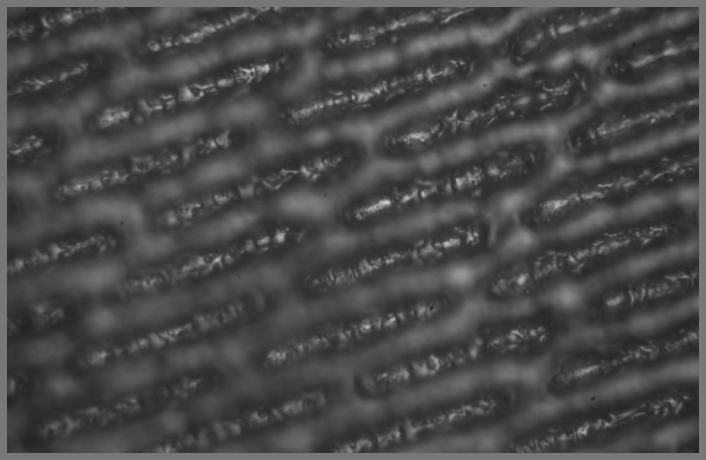 Anilox roll micrograph after cleaning