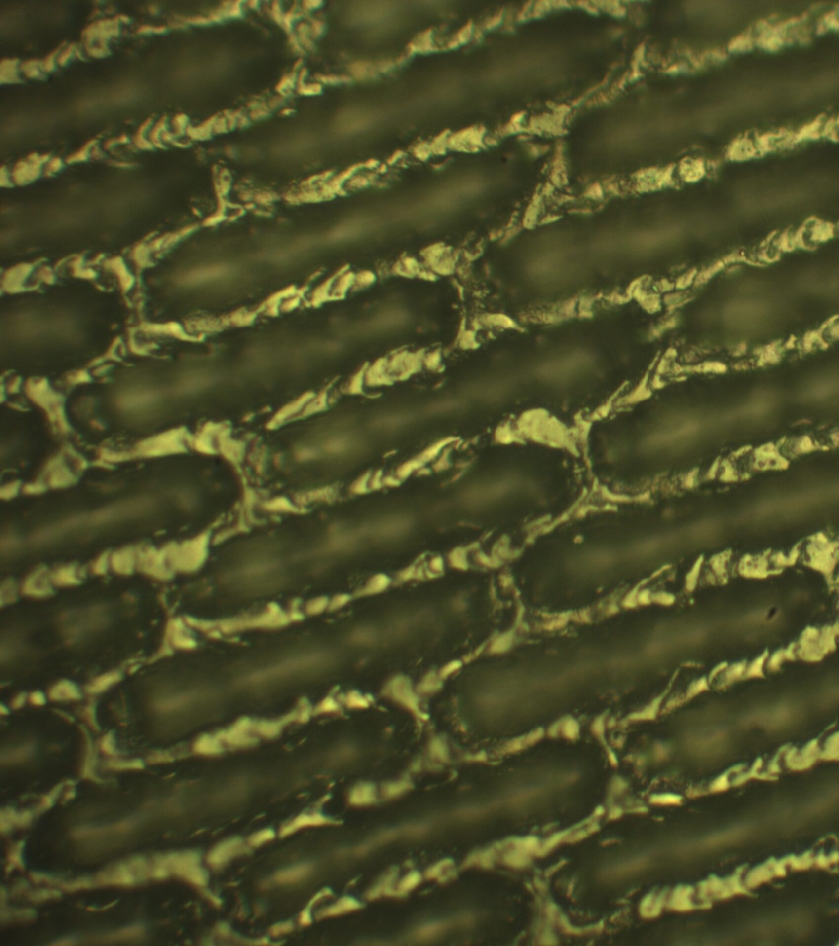 After laser cleaning. Cell walls.
