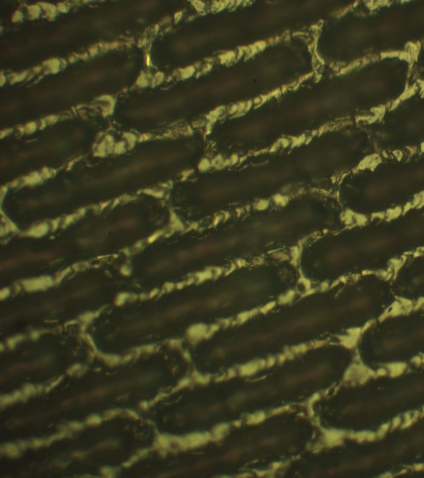 Roll before cleaning. Cell walls.