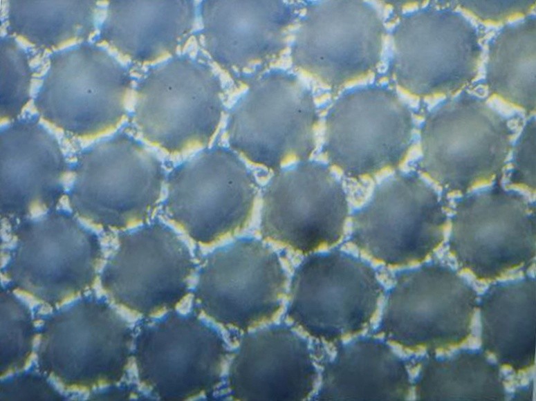 Image of the cells after several cleaning cycles