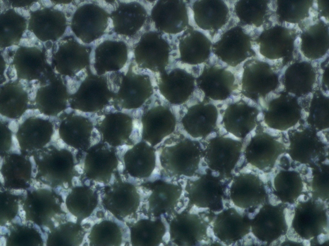 Image of the cells after 6–12 months of cleaning