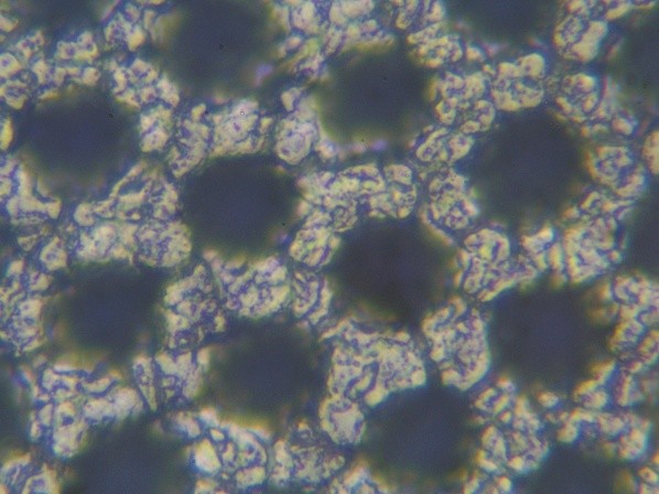 Image of the cells after 12–18 months of cleaning