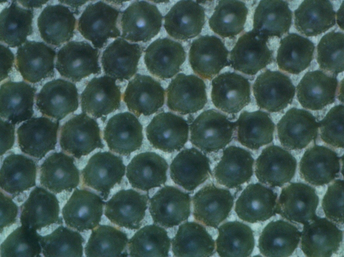 Image of the cells before cleaning